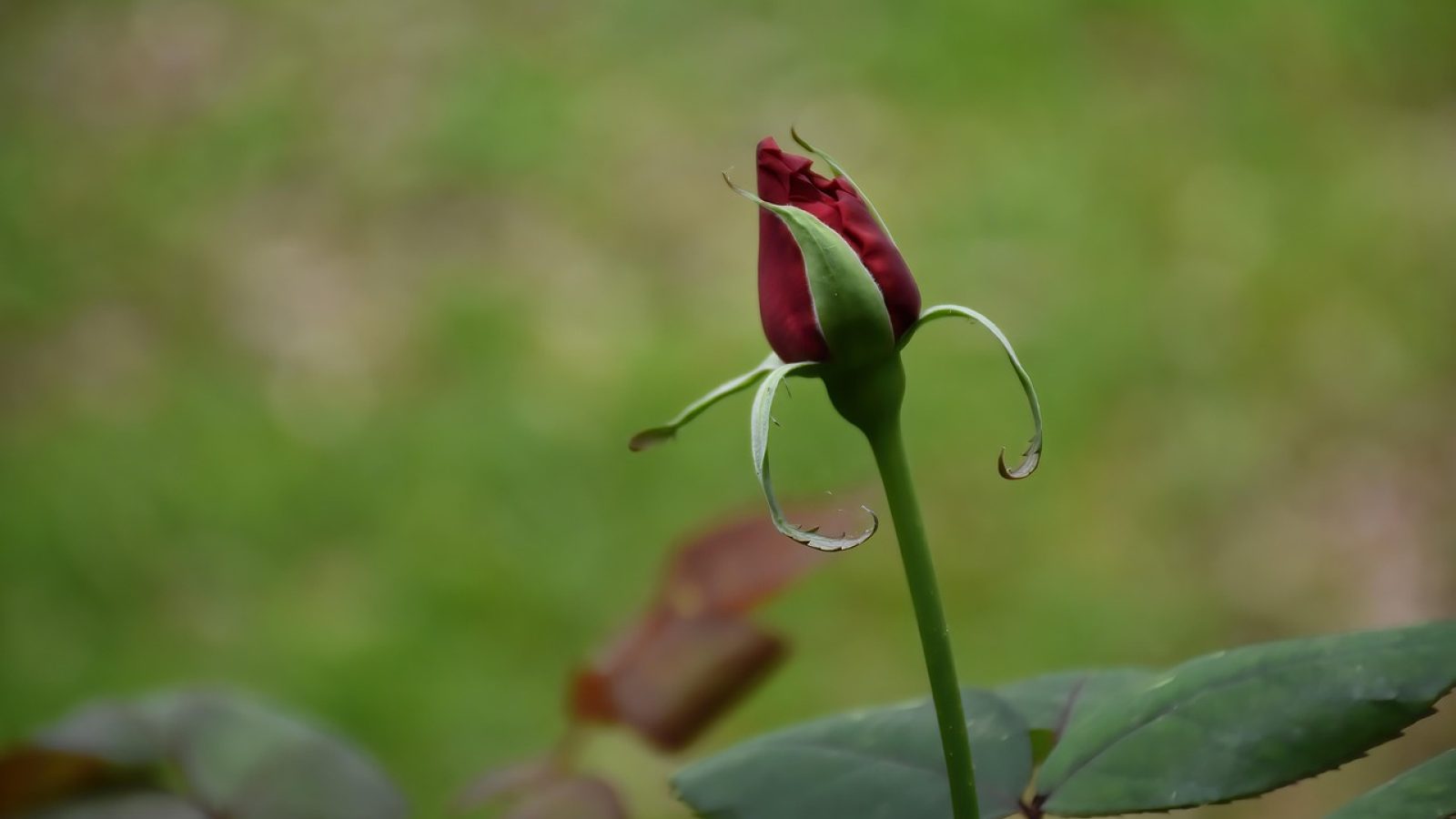 星辰的影院 App 主视觉：深玫红渐变背景上摆放着一部竖屏手机，屏幕里是影片海报墙，暖光从左上角斜射下来，整体氛围明亮而沉稳